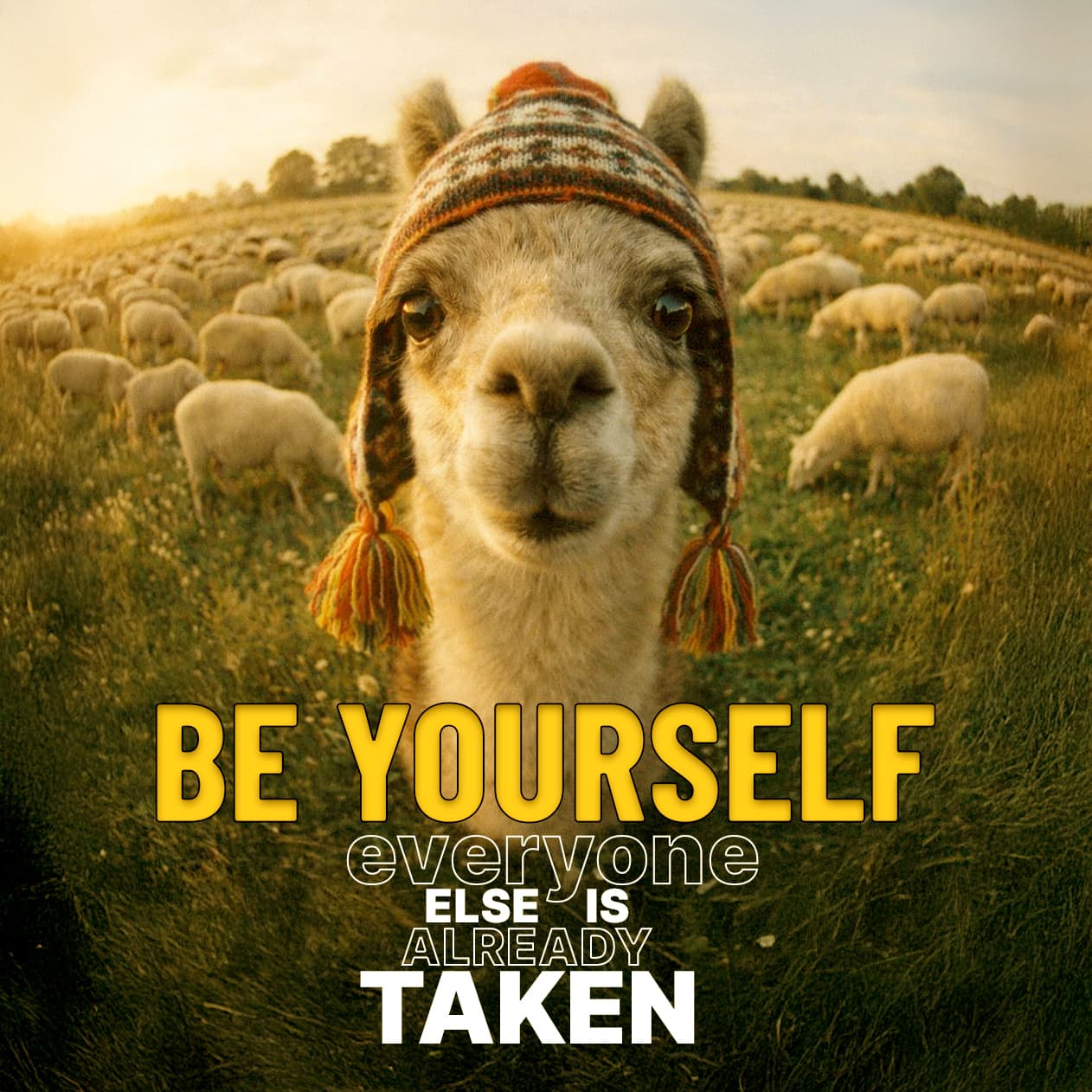 Lama parmi les moutons, noir et blanc, grain et fort contraste